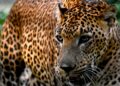 Pairi Daiza haalt inteelt-panters uit omstreden Nederlandse dierentuin