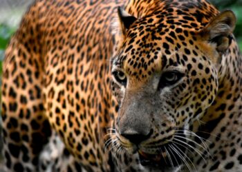 Pairi Daiza haalt inteelt-panters uit omstreden Nederlandse dierentuin