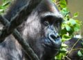 Gorilla bijt soortgenoot in penis: dierentuin laat aap inslapen