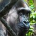 Gorilla bijt soortgenoot in penis: dierentuin laat aap inslapen
