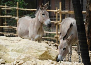 Nieuwe diersoort nu te zien in DierenPark Amersfoort: minder dan 300 in het wild