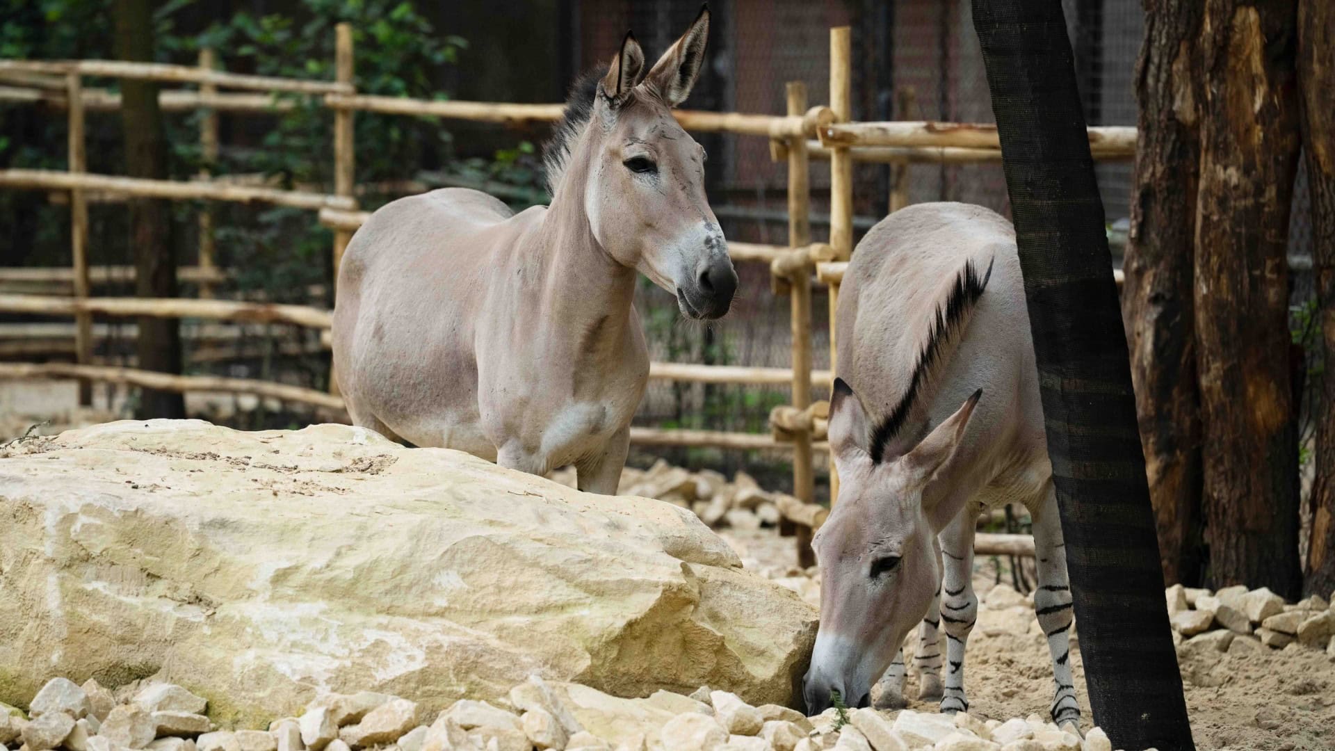 Nieuwe diersoort nu te zien in DierenPark Amersfoort: minder dan 300 in het wild