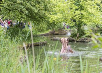 Dodelijk ongeluk: struisvogel belandt in nijlpaardenbassin, mogelijk door zebra