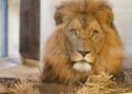 Opvallend hoog aantal leeuwenwelpen geboren in Duitse dierentuin: verblijf tijdelijk gesloten