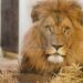 Opvallend hoog aantal leeuwenwelpen geboren in Duitse dierentuin: verblijf tijdelijk gesloten