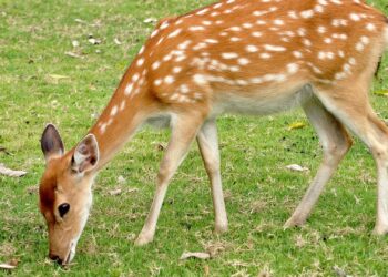 Wildparken zijn boos over verbod op exotische hertensoort: petitie gestart