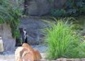 Zoo Karlsruhe stopt met humboldtpinguïns: vogels verhuizen naar langverwacht dierentuinproject Feuerland