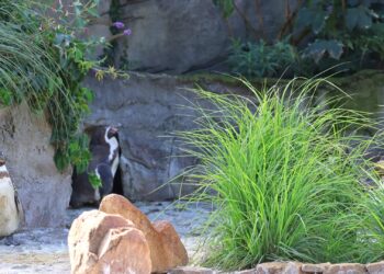 Zoo Karlsruhe stopt met humboldtpinguïns: vogels verhuizen naar langverwacht dierentuinproject Feuerland