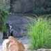 Zoo Karlsruhe stopt met humboldtpinguïns: vogels verhuizen naar langverwacht dierentuinproject Feuerland