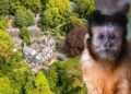 Apenpark rondom grote villa gaat definitief dicht: alle apen worden herplaatst