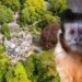 Apenpark rondom villa gaat definitief dicht: alle apen worden herplaatst