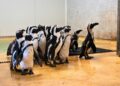 Engelse dierentuin investeert 1,4 miljoen euro in nieuw pinguïnverblijf