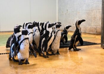 Engelse dierentuin investeert 1,4 miljoen euro in nieuw pinguïnverblijf