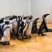 Engelse dierentuin investeert 1,4 miljoen euro in nieuw pinguïnverblijf