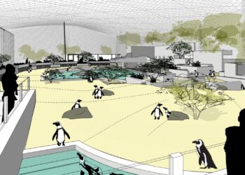 Zeeleeuwen maken plaats: Artis onthult eerste details van nieuwe bouwplannen