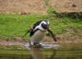 Pinguïns blijven maar doodgaan in Beekse Bergen: verblijf staat weer leeg