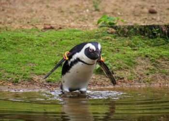Opnieuw veel pinguïns dood in Beekse Bergen: verblijf staat weer leeg