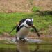 Opnieuw veel pinguïns dood in Beekse Bergen: verblijf staat weer leeg