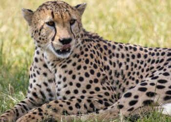 Nieuwe woestijndierentuin met nachtsafari van bijna 50 miljoen euro krijgt groen licht