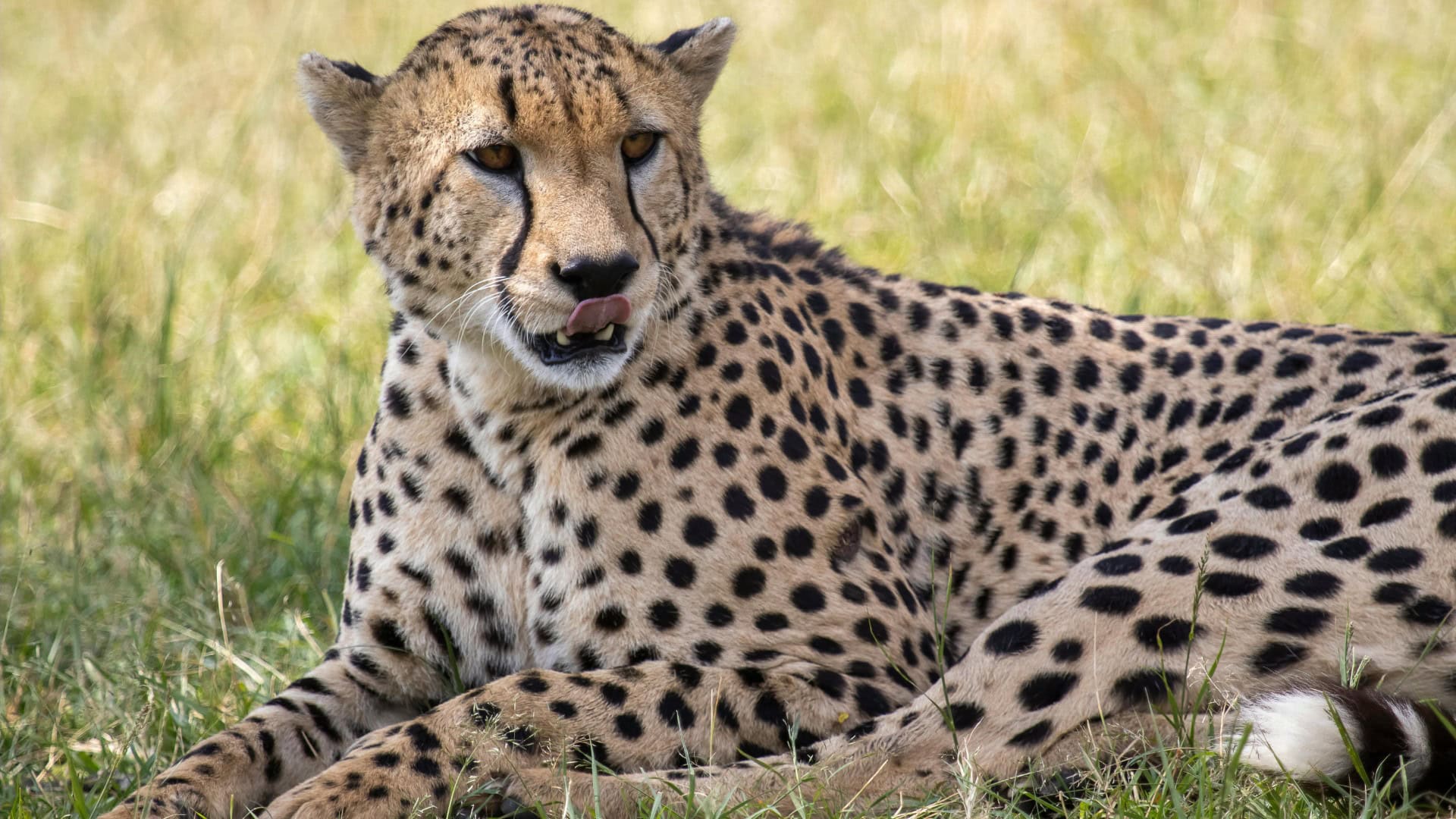 Nieuwe woestijndierentuin met nachtsafari van bijna 50 miljoen euro krijgt groen licht