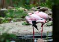 Limburgs dierenpark draait al jarenlang verlies: gemeente springt bij