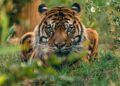 Nederlandse tijger kan moeilijk verhuizen door Brexit: dierentuin doet oproep aan premier