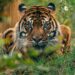 Nederlandse tijger kan moeilijk verhuizen door Brexit: dierentuin doet oproep aan premier