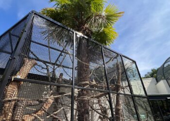 Tamarins in Ouwehands Dierenpark kunnen nu ook naar buiten: nieuw verblijf gebouwd
