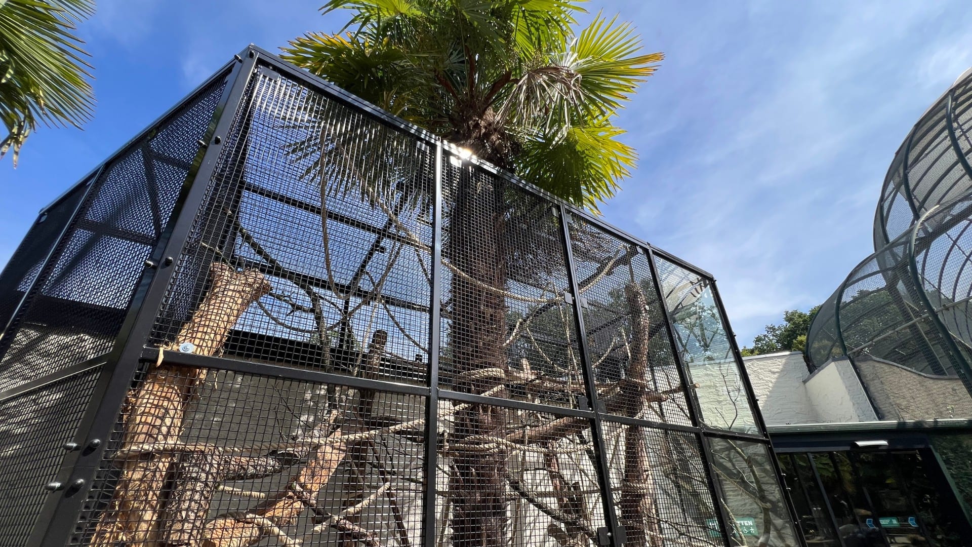 Tamarins in Ouwehands Dierenpark kunnen nu ook naar buiten: nieuw verblijf gebouwd