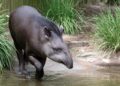 Dierentuin moet opening nieuw verblijf annuleren: belangrijkste diersoort ontbreekt