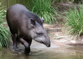 Dierentuin moet opening nieuw verblijf annuleren: belangrijkste diersoort ontbreekt