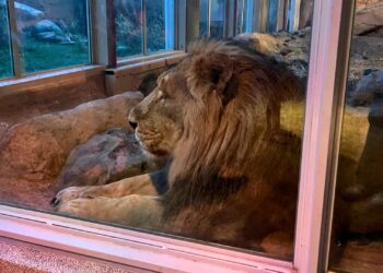Exclusieve avondbelevingen Diergaarde Blijdorp slaan aan: alles uitverkocht
