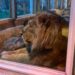 Exclusieve avondbelevingen Diergaarde Blijdorp slaan aan: alles uitverkocht