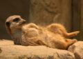 Gemeente grijpt in bij man die dromedaris, servals en stokstaartjes in achtertuin houdt