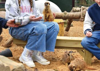 Bijna volledige groep stokstaartjes dood aangetroffen onder de grond in Engelse dierentuin