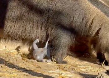 Bijzondere beelden: reuzenmiereneter bevalt recht voor de camera in Avifauna