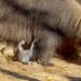 Bijzondere beelden: reuzenmiereneter bevalt recht voor de camera in Avifauna