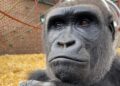 Pairi Daiza renoveert vulkaan voor nieuwe gorillagroep: eerste twee dieren gearriveerd