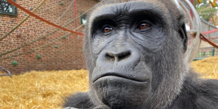 Beeld: Conan Deboysere e.a.