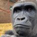 Pairi Daiza renoveert vulkaan voor nieuwe gorillagroep: eerste twee dieren gearriveerd