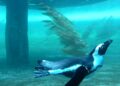 Artis krijgt vergunning voor nieuw pinguïnverblijf, maar voor maximaal vijftien jaar