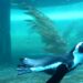 Artis krijgt vergunning voor nieuw pinguïnverblijf, maar voor maximaal vijftien jaar