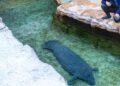 Nieuwe zeekoe aangekomen in Pairi Daiza: dierentuin wil nu ook vrouwtjes