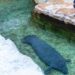 Nieuwe zeekoe aangekomen in Pairi Daiza: dierentuin wil nu ook vrouwtjes