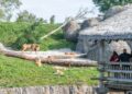 Wildlands-directeur wil volgend jaar ‘grootste uitbreiding op diergebied’ openen en onderzoekt verblijfsaccommodaties