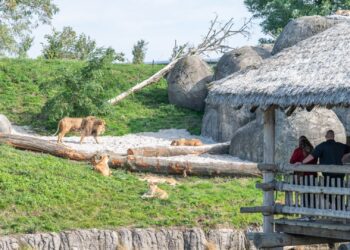 Wildlands-directeur wil volgend jaar ‘grootste uitbreiding op diergebied’ openen en onderzoekt verblijfsaccommodaties