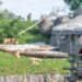 Wildlands-directeur wil volgend jaar ‘grootste uitbreiding op diergebied’ openen en onderzoekt verblijfsaccommodaties