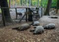 Wilde zwijnen zouden worden gedood, maar belanden in Brabantse dierentuin