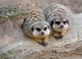Blijdorp zoekt nieuwe woordvoerder, maar salaris zorgt voor verbazing: ‘Wat een lachertje’