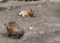 Drie mara’s ontsnapt uit Vogelpark Avifauna: politie helpt bij zoektocht